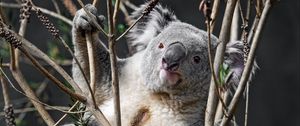 Preview wallpaper koala, animal, branches, wildlife