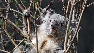 Preview wallpaper koala, animal, branches, wildlife