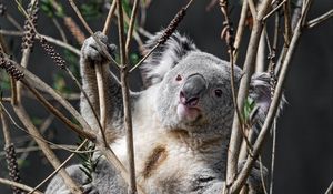 Preview wallpaper koala, animal, branches, wildlife