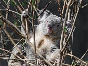 Preview wallpaper koala, animal, branches, wildlife