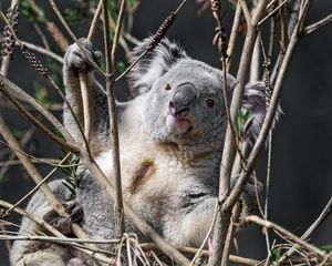 Preview wallpaper koala, animal, branches, wildlife