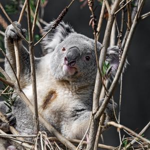 Preview wallpaper koala, animal, branches, wildlife