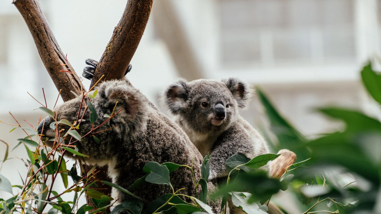 Wallpaper koala, animal, cute, tree