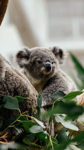 Preview wallpaper koala, animal, cute, tree