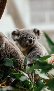 Preview wallpaper koala, animal, cute, tree