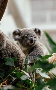 Preview wallpaper koala, animal, cute, tree