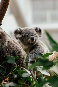 Preview wallpaper koala, animal, cute, tree