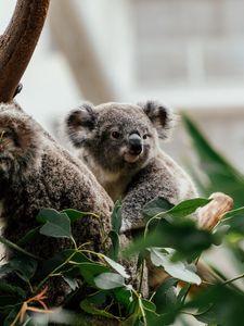 Preview wallpaper koala, animal, cute, tree