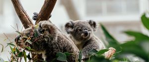 Preview wallpaper koala, animal, cute, tree