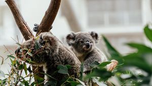 Preview wallpaper koala, animal, cute, tree