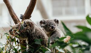 Preview wallpaper koala, animal, cute, tree