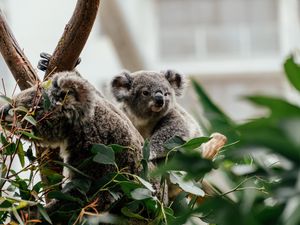 Preview wallpaper koala, animal, cute, tree