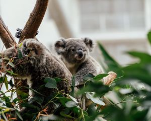 Preview wallpaper koala, animal, cute, tree