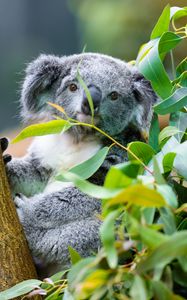 Preview wallpaper koala, animal, eucalyptus, wildlife