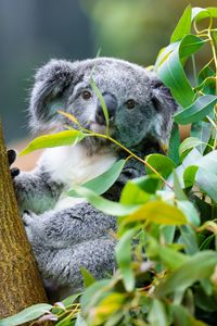 Preview wallpaper koala, animal, eucalyptus, wildlife