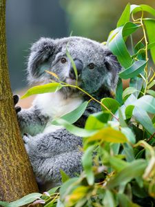 Preview wallpaper koala, animal, eucalyptus, wildlife