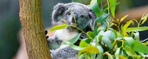 Preview wallpaper koala, animal, eucalyptus, wildlife