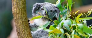 Preview wallpaper koala, animal, eucalyptus, wildlife