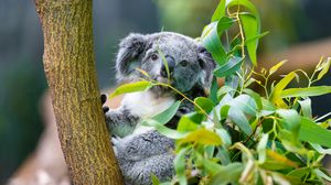 Preview wallpaper koala, animal, eucalyptus, wildlife