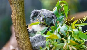 Preview wallpaper koala, animal, eucalyptus, wildlife