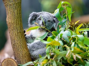 Preview wallpaper koala, animal, eucalyptus, wildlife