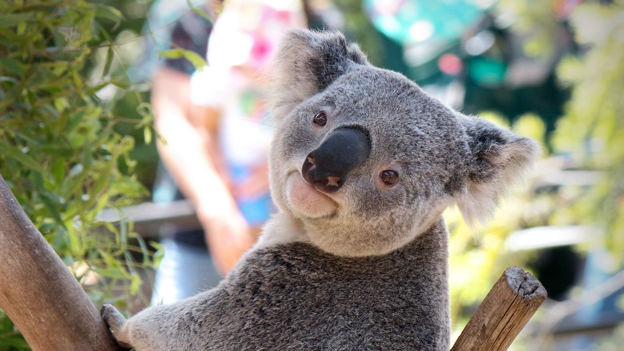 Wallpaper koala, animal, face, nose