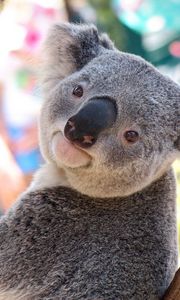 Preview wallpaper koala, animal, face, nose