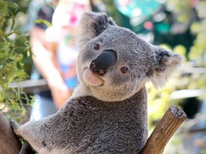 Preview wallpaper koala, animal, face, nose