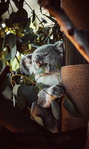 Preview wallpaper koala, animal, funny, tree, leaves