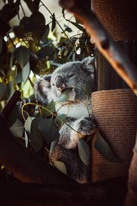 Preview wallpaper koala, animal, funny, tree, leaves