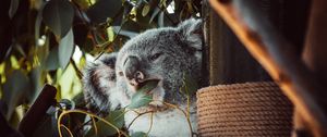 Preview wallpaper koala, animal, funny, tree, leaves
