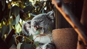 Preview wallpaper koala, animal, funny, tree, leaves