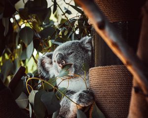 Preview wallpaper koala, animal, funny, tree, leaves