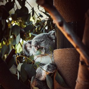 Preview wallpaper koala, animal, funny, tree, leaves