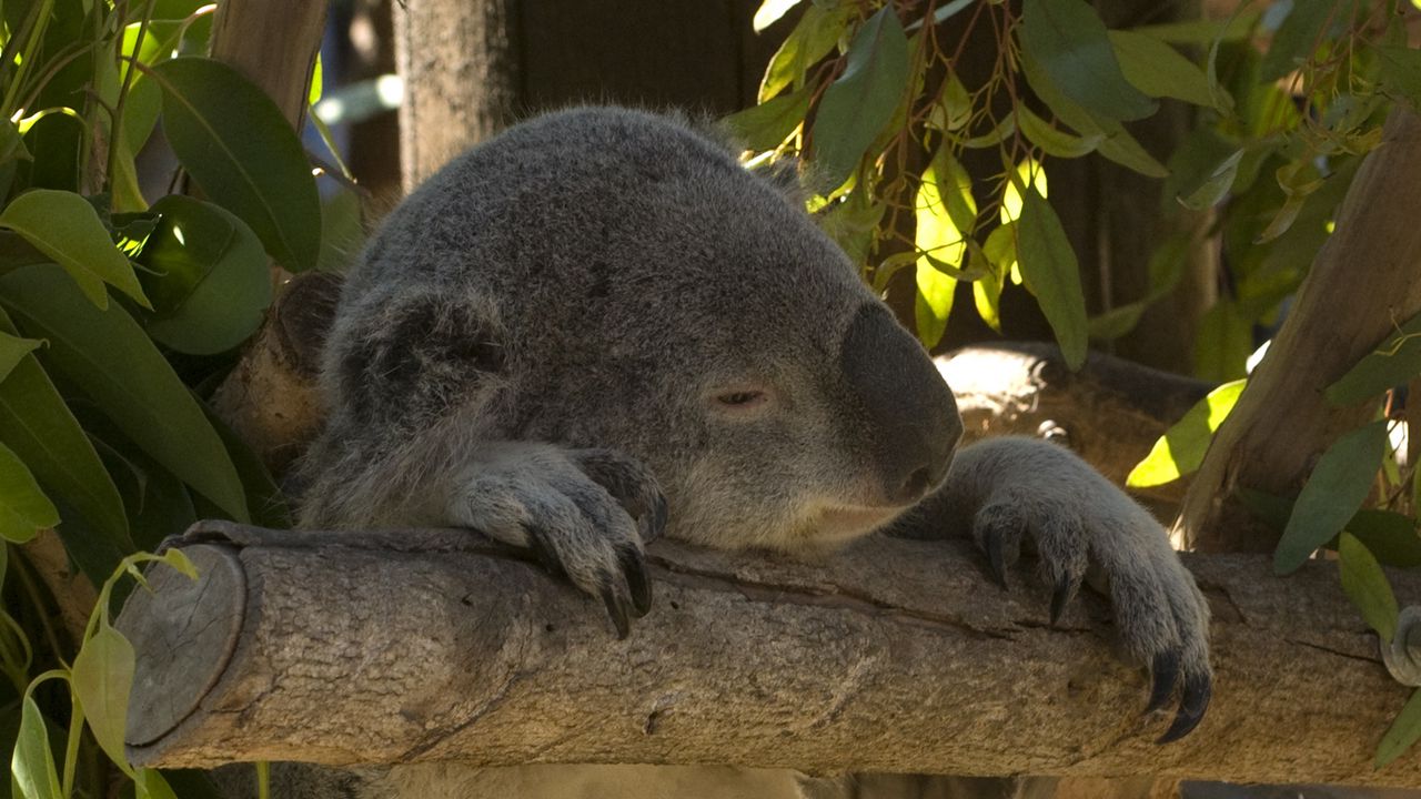 Wallpaper koala, animal, funny, sleep, leaves