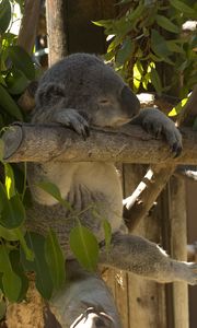 Preview wallpaper koala, animal, funny, sleep, leaves