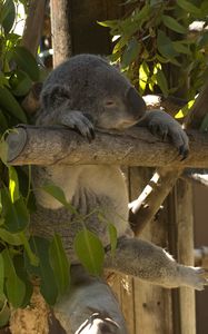 Preview wallpaper koala, animal, funny, sleep, leaves