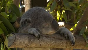 Preview wallpaper koala, animal, funny, sleep, leaves