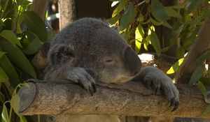 Preview wallpaper koala, animal, funny, sleep, leaves