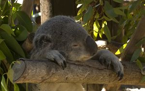 Preview wallpaper koala, animal, funny, sleep, leaves