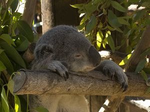 Preview wallpaper koala, animal, funny, sleep, leaves