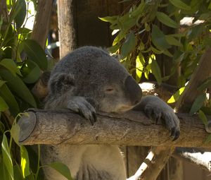 Preview wallpaper koala, animal, funny, sleep, leaves