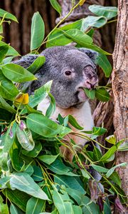 Preview wallpaper koala, animal, funny, branches, tree