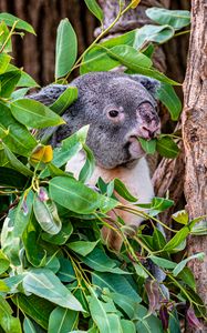 Preview wallpaper koala, animal, funny, branches, tree