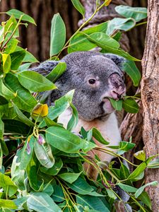 Preview wallpaper koala, animal, funny, branches, tree