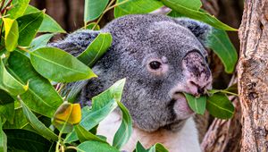 Preview wallpaper koala, animal, funny, branches, tree