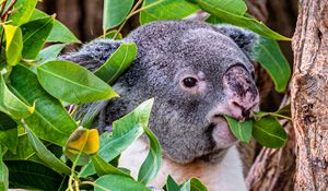 Preview wallpaper koala, animal, funny, branches, tree