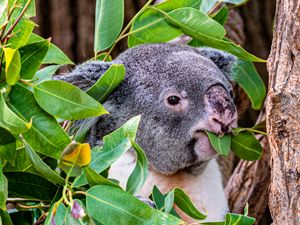 Preview wallpaper koala, animal, funny, branches, tree