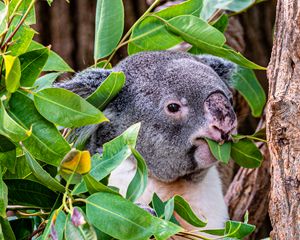 Preview wallpaper koala, animal, funny, branches, tree