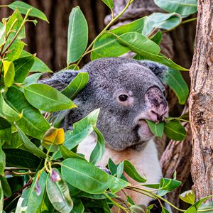 Preview wallpaper koala, animal, funny, branches, tree